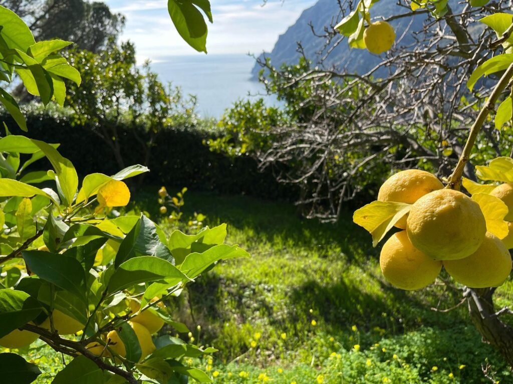 panoramica