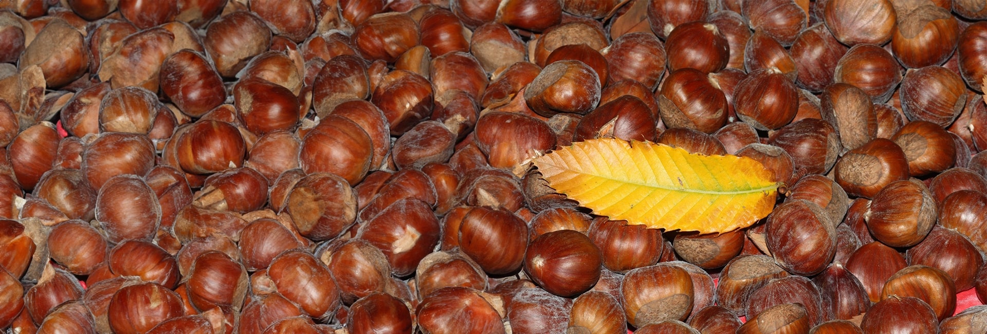 Sagra della castagna di Serino IGP