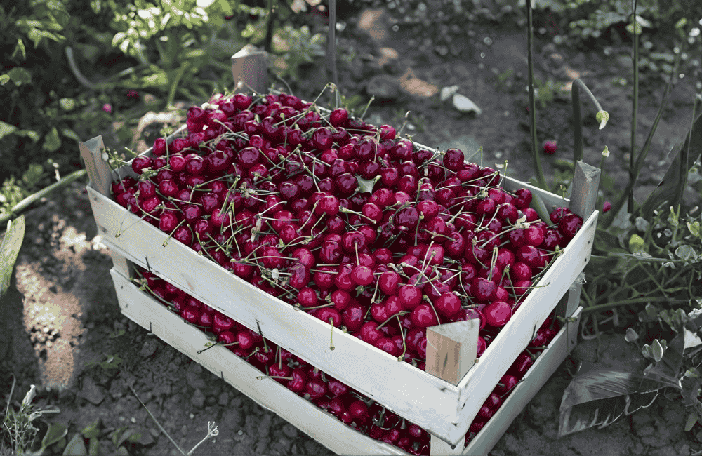 Festa della ciliegia