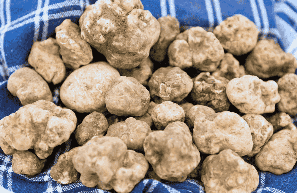 Sagra del tartufo