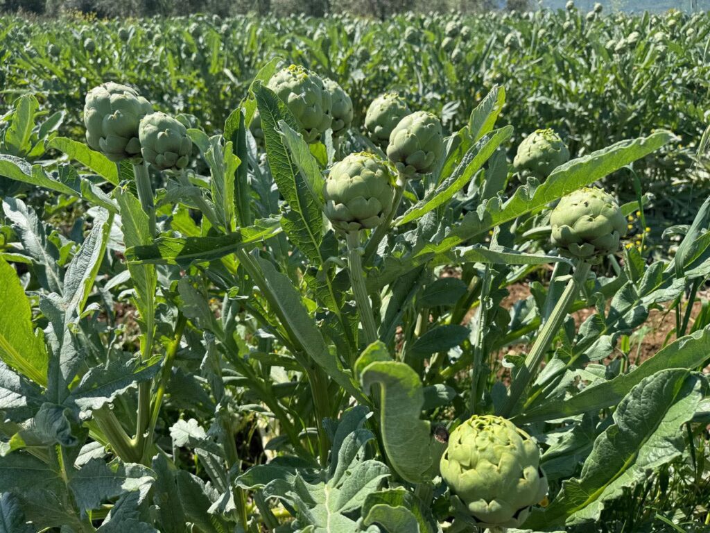 facebook_1773761732397_7439695929240728525