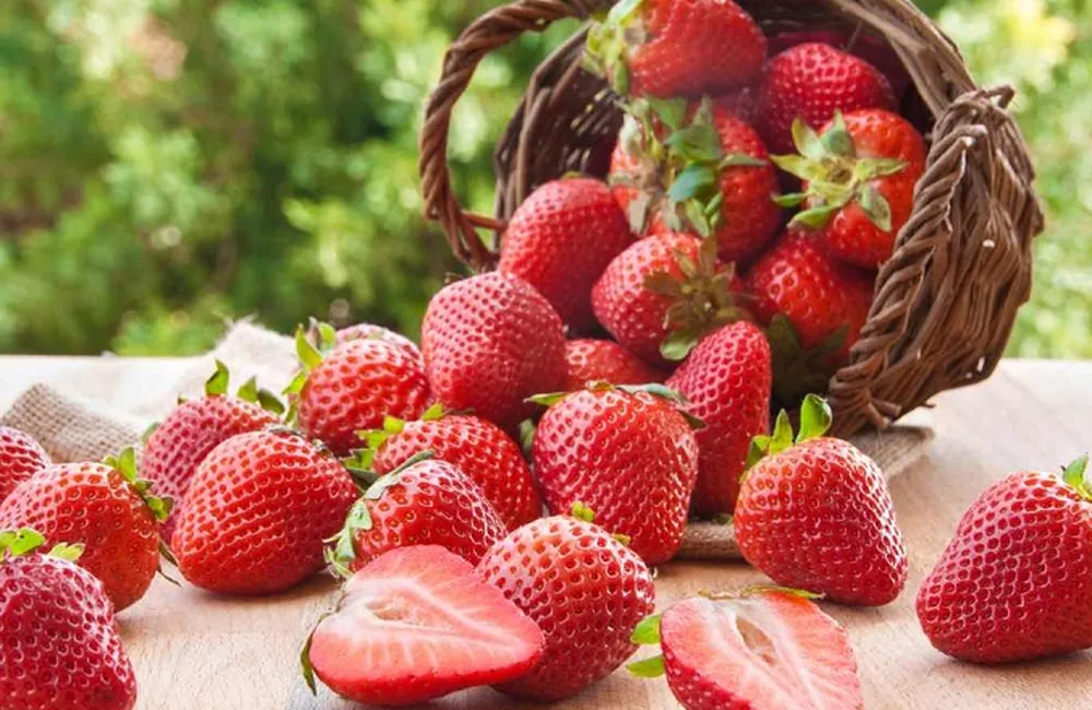 Festa della Fragola