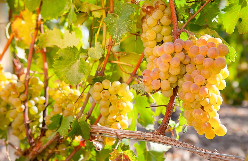 Benvenuto Vermentino