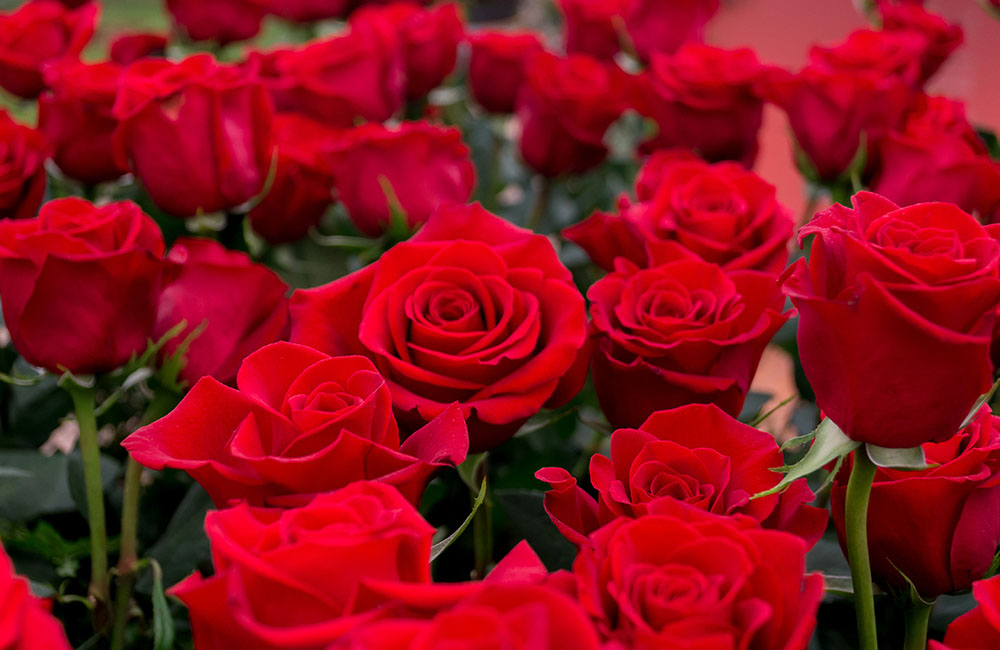Festa delle rose