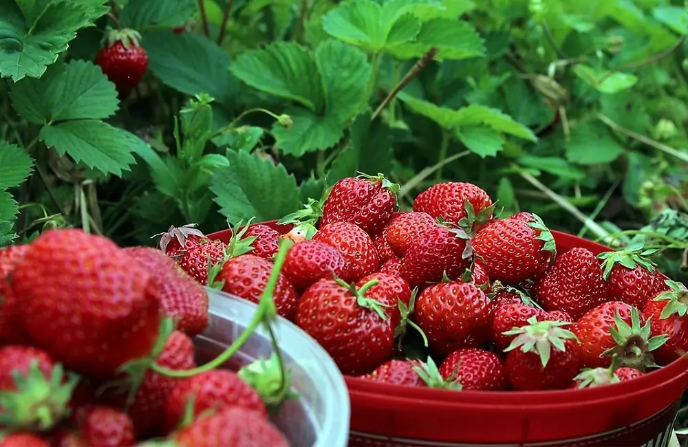 Sagra della Fragola