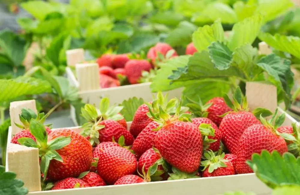 Sagra della Fragola