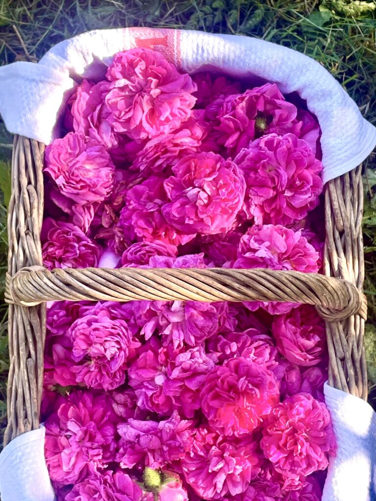 Antiche Rose della Valle Scrivia (1)