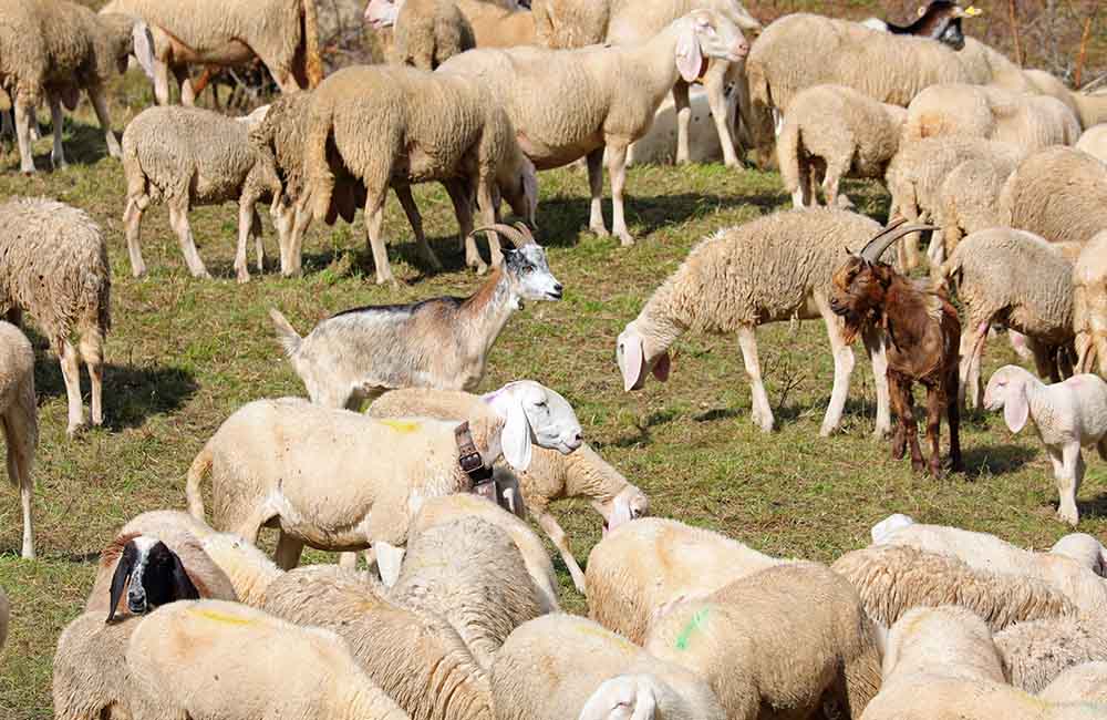Fiera della pastorizia