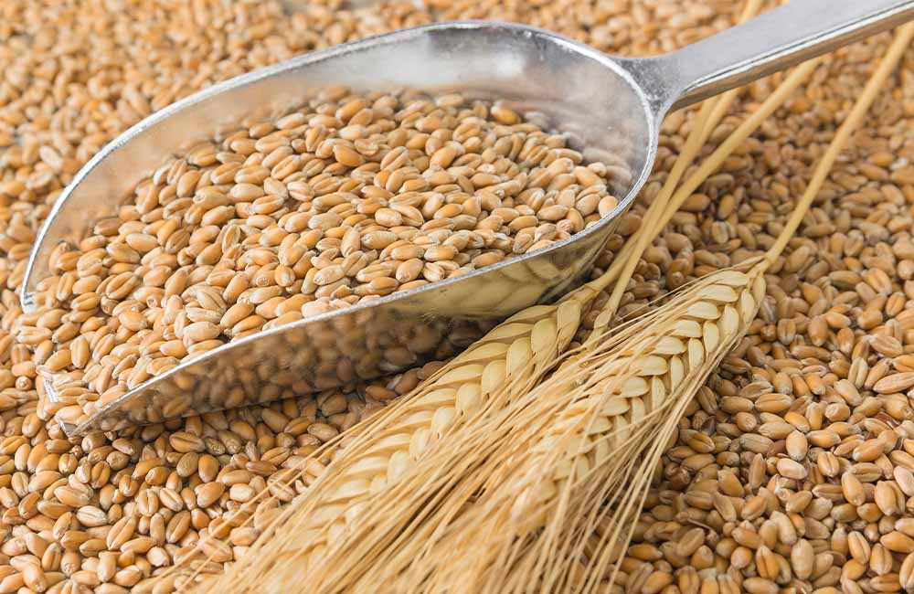 Le contee del farro IGP della Garfagnana