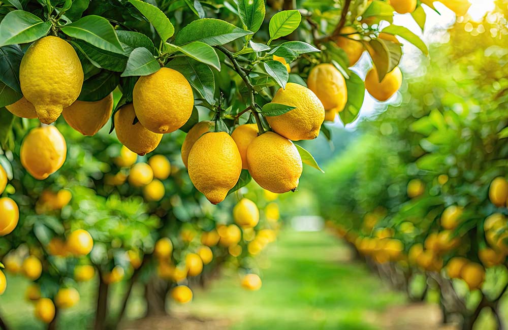 Limoni in festa