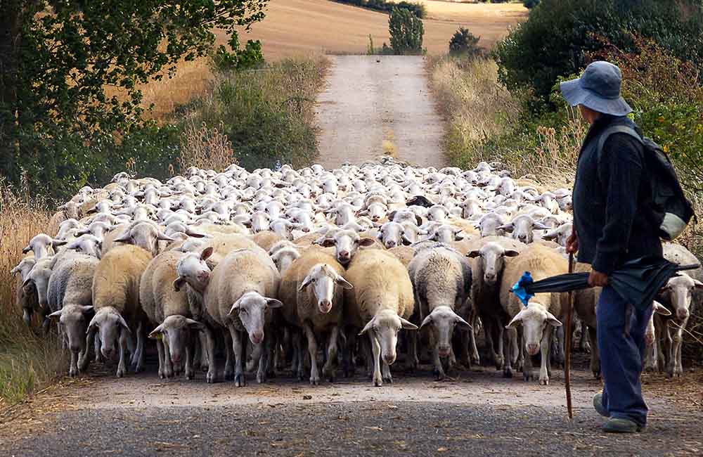 Festa del pastore
