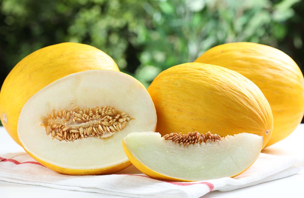 Sagra del Melone
