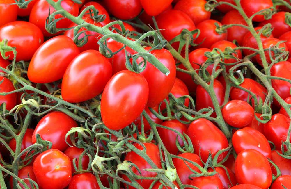 Sagra del pomodorino datterino
