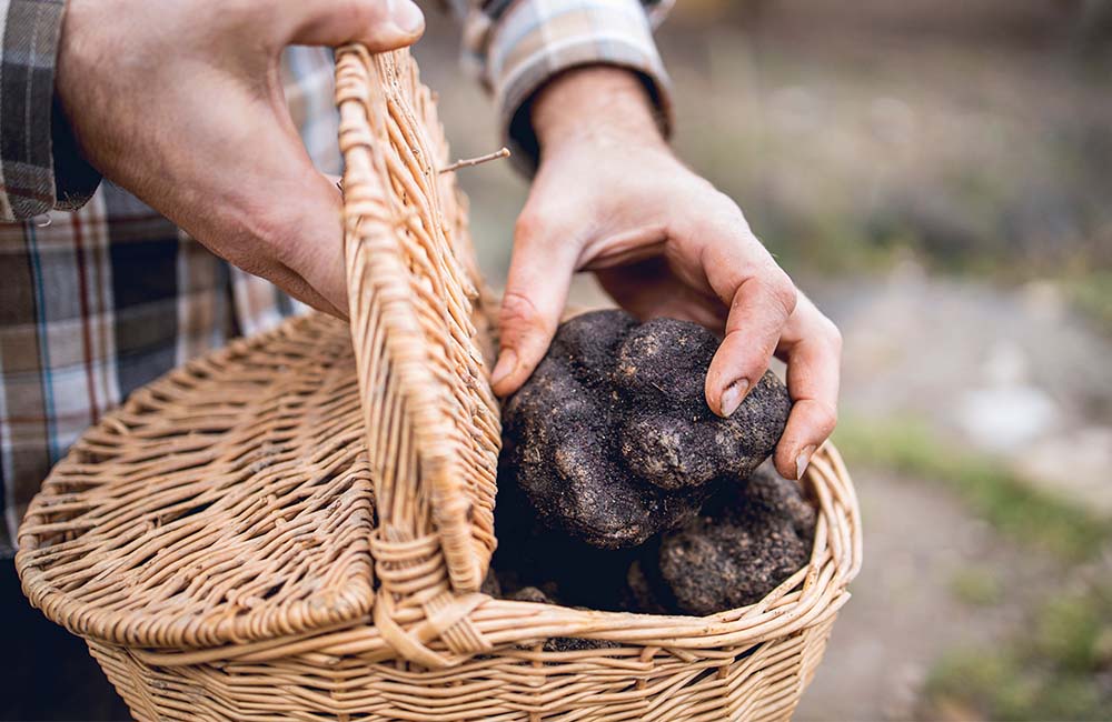 Sagra del tartufo