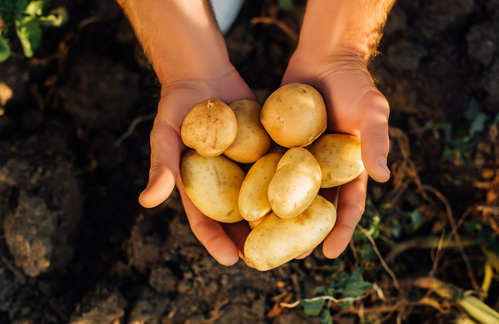 Sagra delle patate Godia