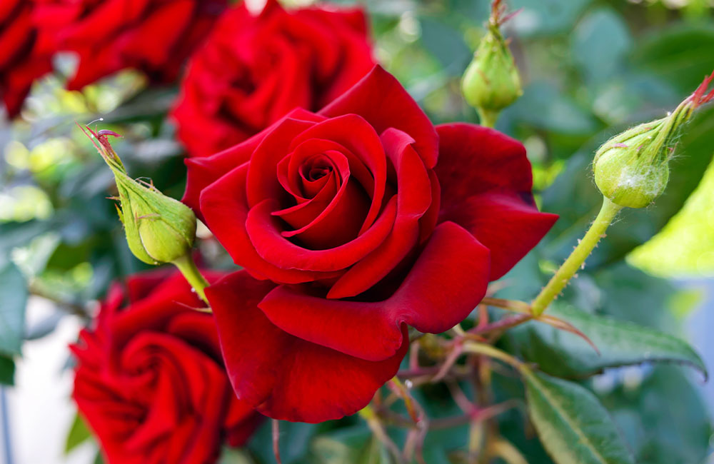 Sagra delle rose