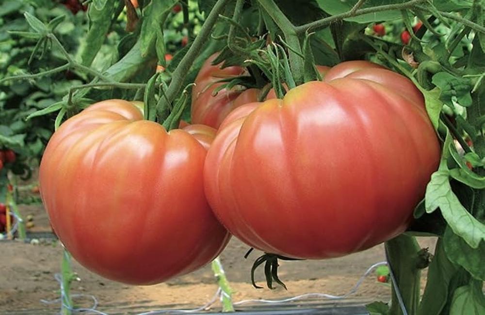 Sagra della Bruschetta e del Pomodoro di Belmonte