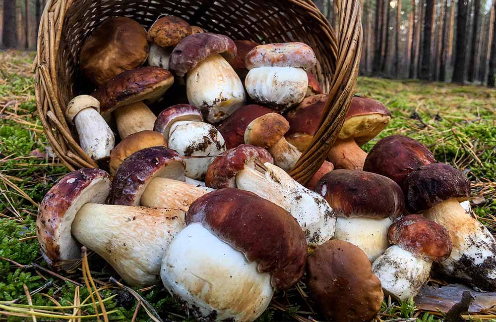 Festa dei funghi e dell’ambiente