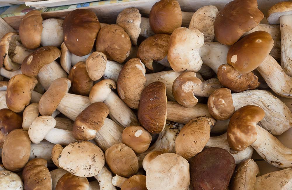 Sagra del fungo porcino
