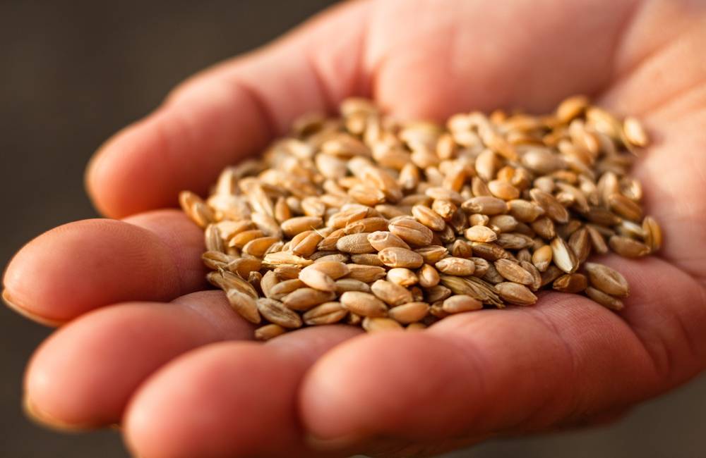 Festa del farro