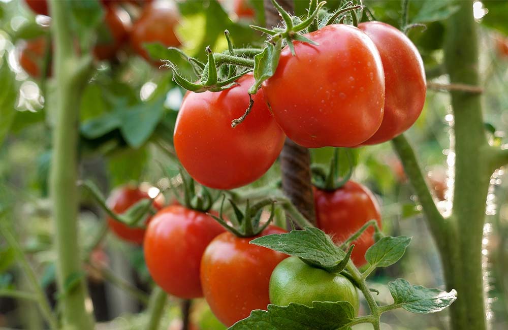 Sagra del pomodoro di Villalba