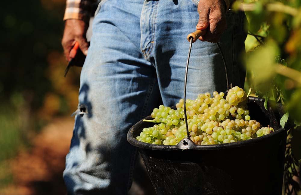 Sagra della vendemmia