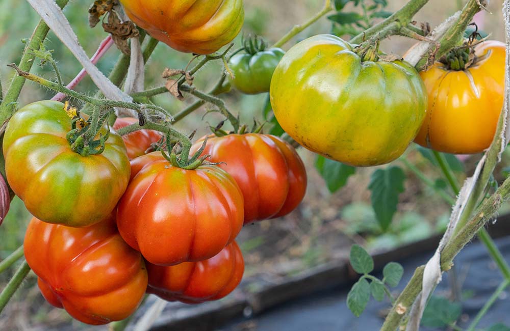 Sagra del pomodoro costoluto