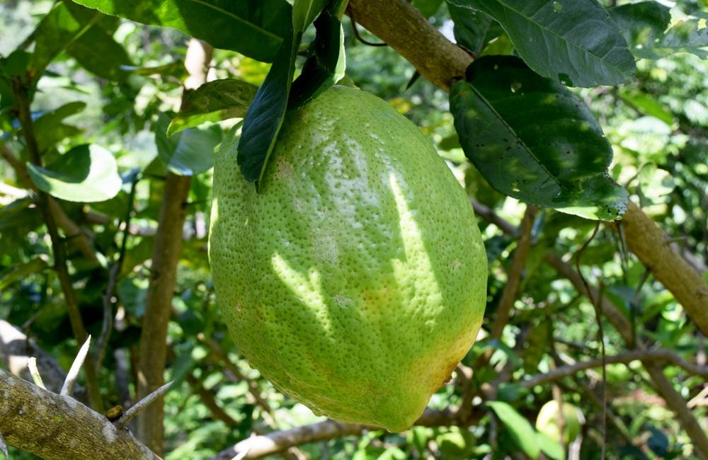 Cedro Festival