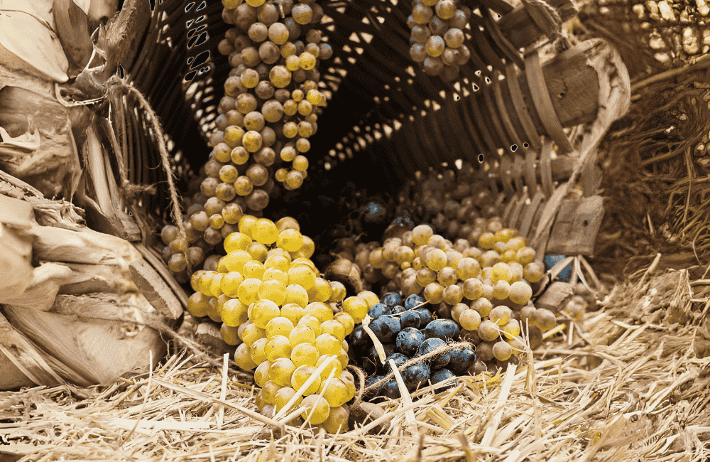 uva da vino