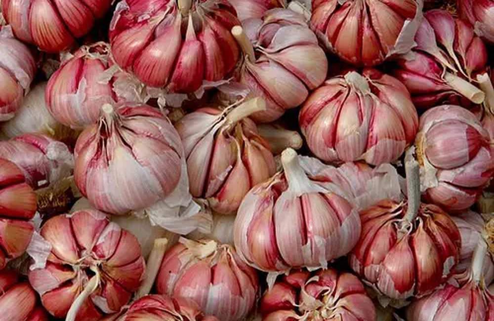 Festival dell’aglio rosso