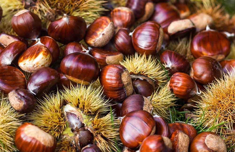 Festa dei marroni di Combai