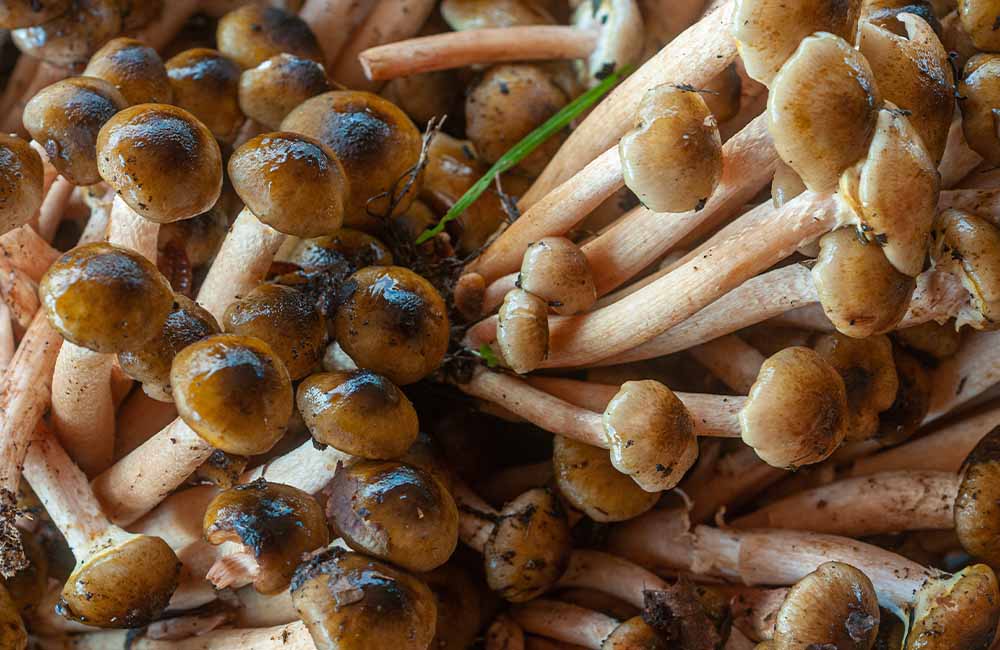Festa dei funghi Pioppini