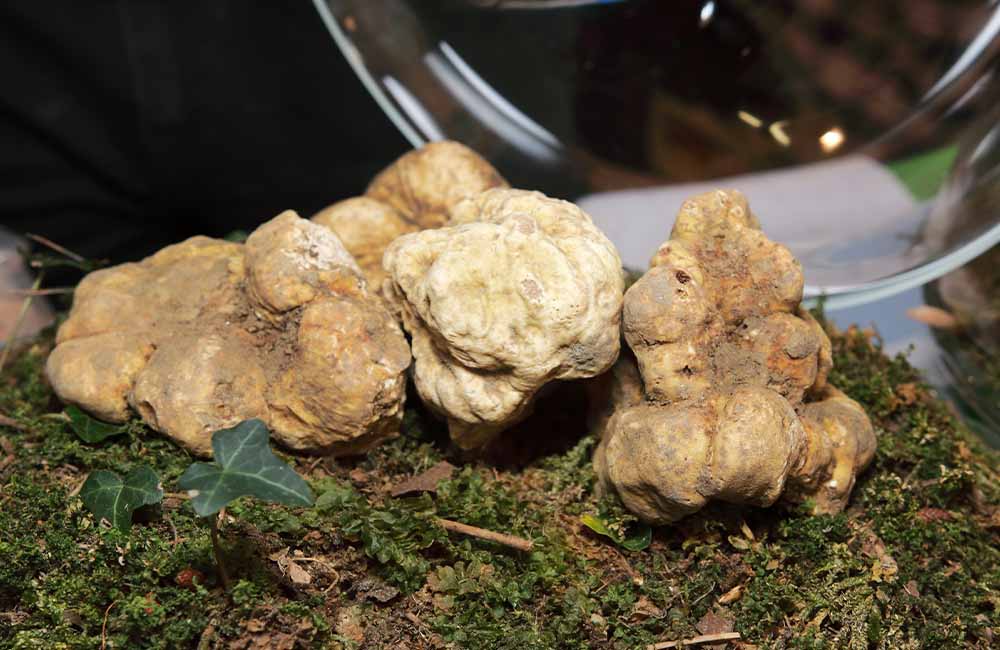 Mostra Mercato del Tartufo