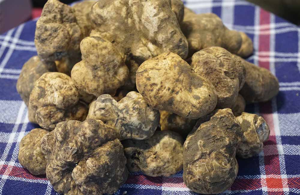 Sagra del tartufo bianco delle Colline Sanminiatesi