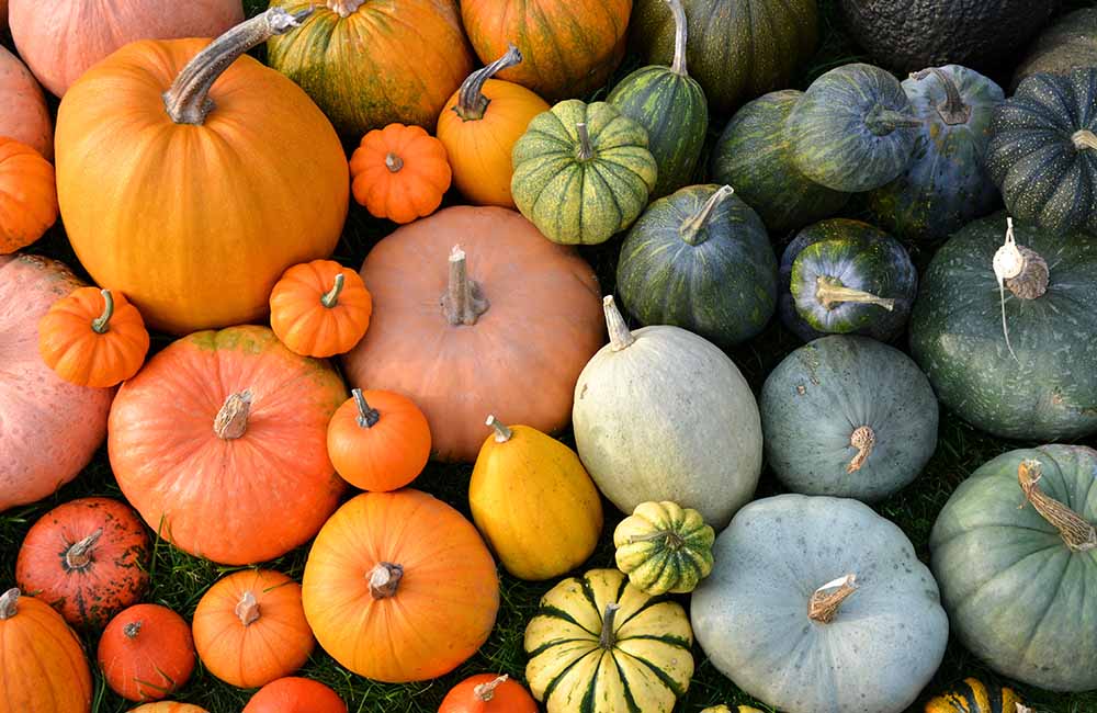 Fiera della zucca di Piozzo