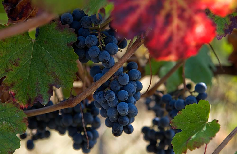 Sagra dell’Uva e del Lambrusco Grasparossa