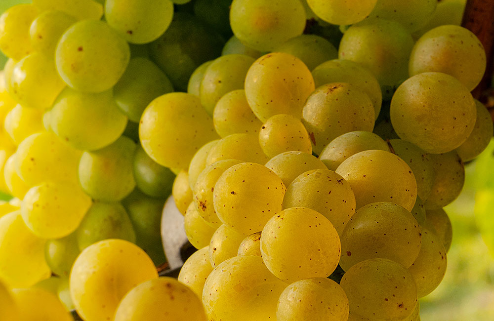 Sagra del Grappolo D’Oro