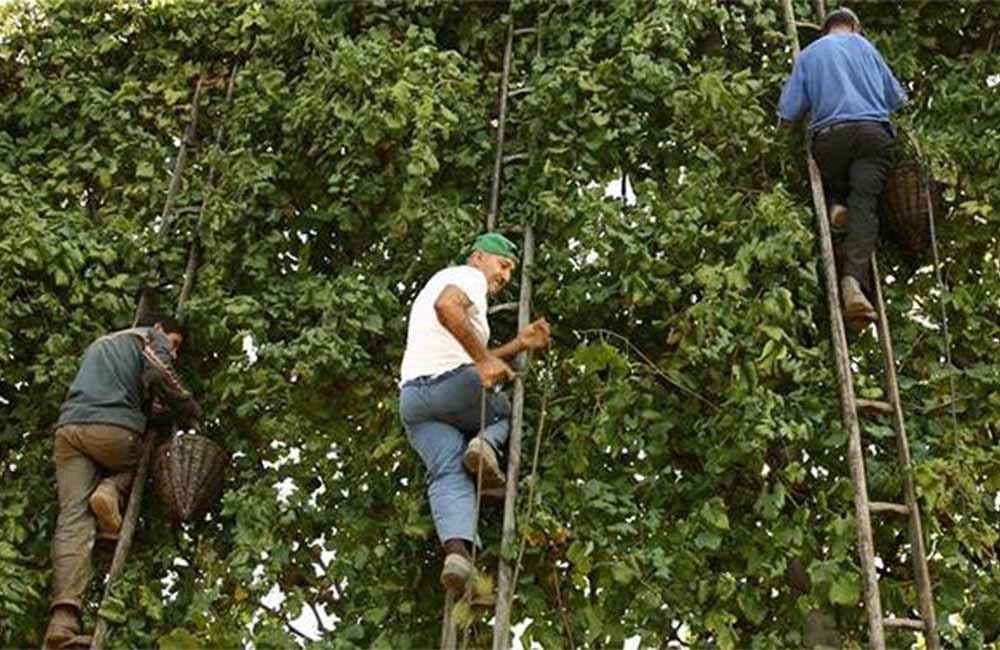 Asprinum Festival – Sagra del Vino Asprino