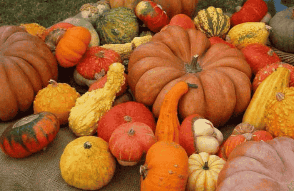 La Zucca delle Meraviglie
