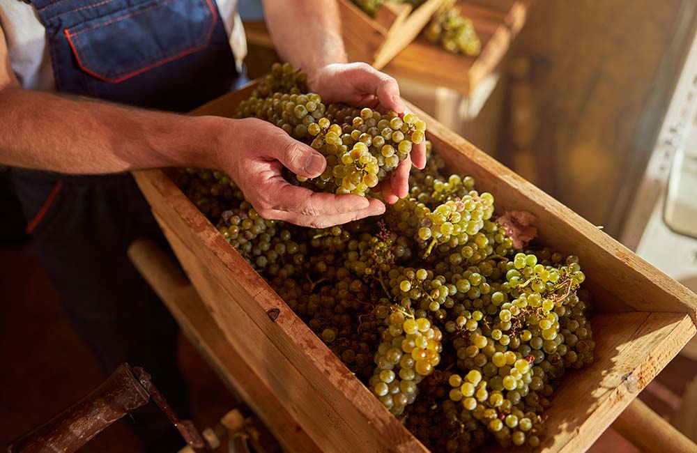 Sagra del Vino Novello