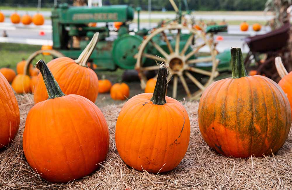 Sagra della zucca