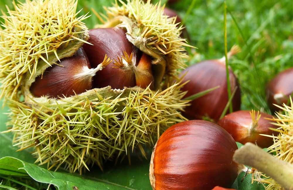 Festa d’autunno – Sagra delle castagne