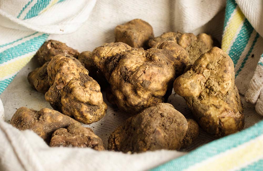 Sagra del tartufo bianco pregiato di Romagna
