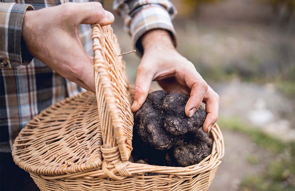 Sua maestà il tartufo