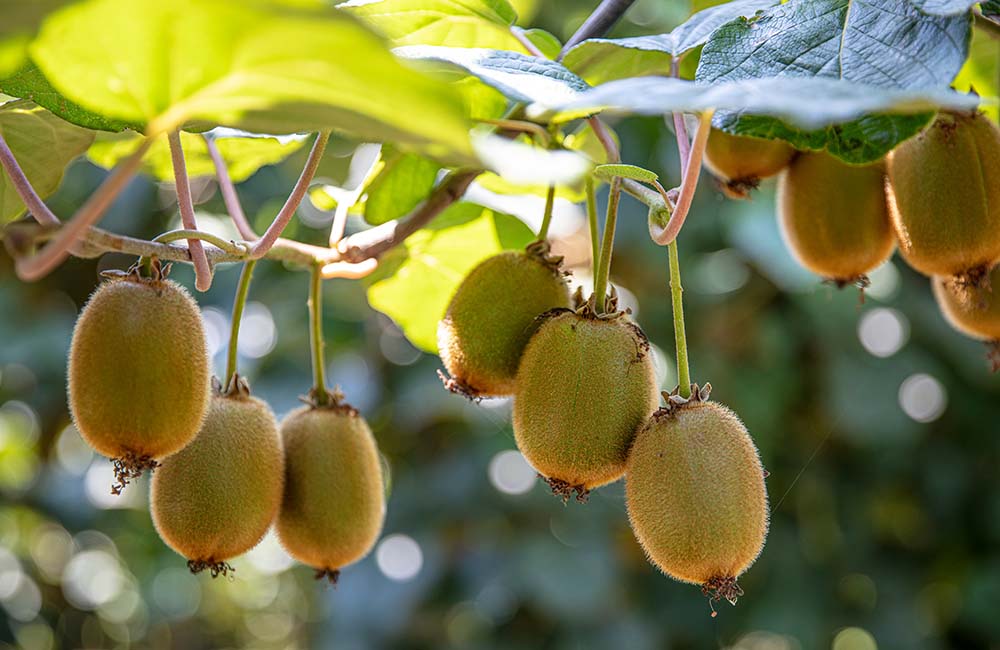 Non solo kiwi