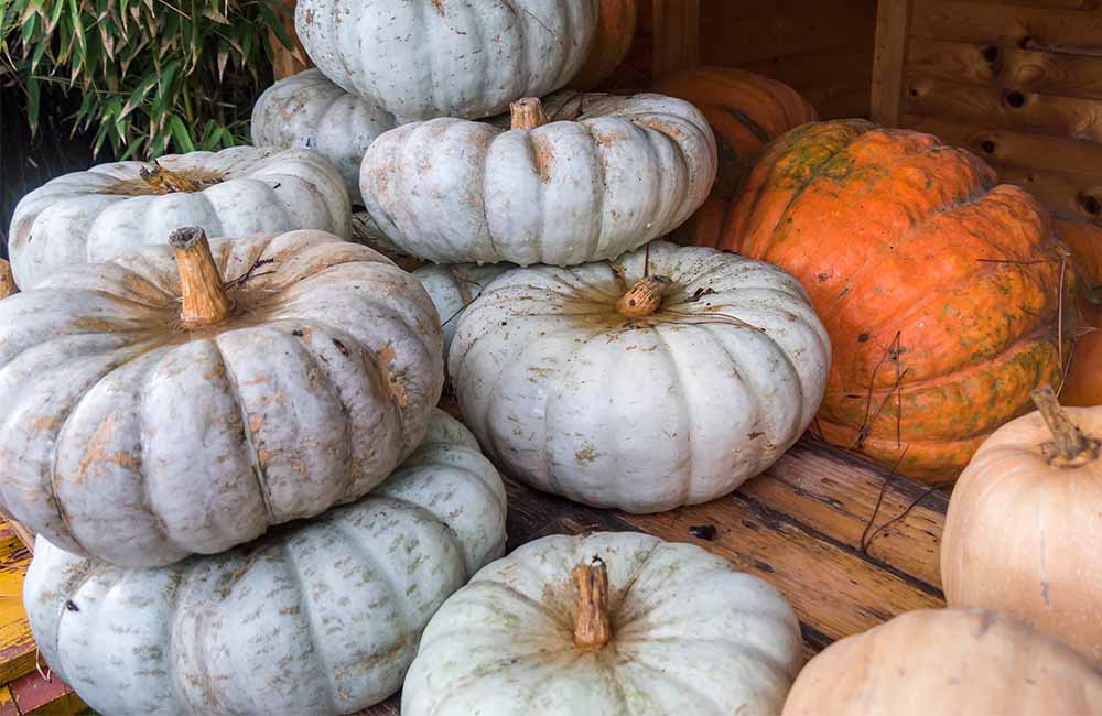Sagra della zucca bertagnina