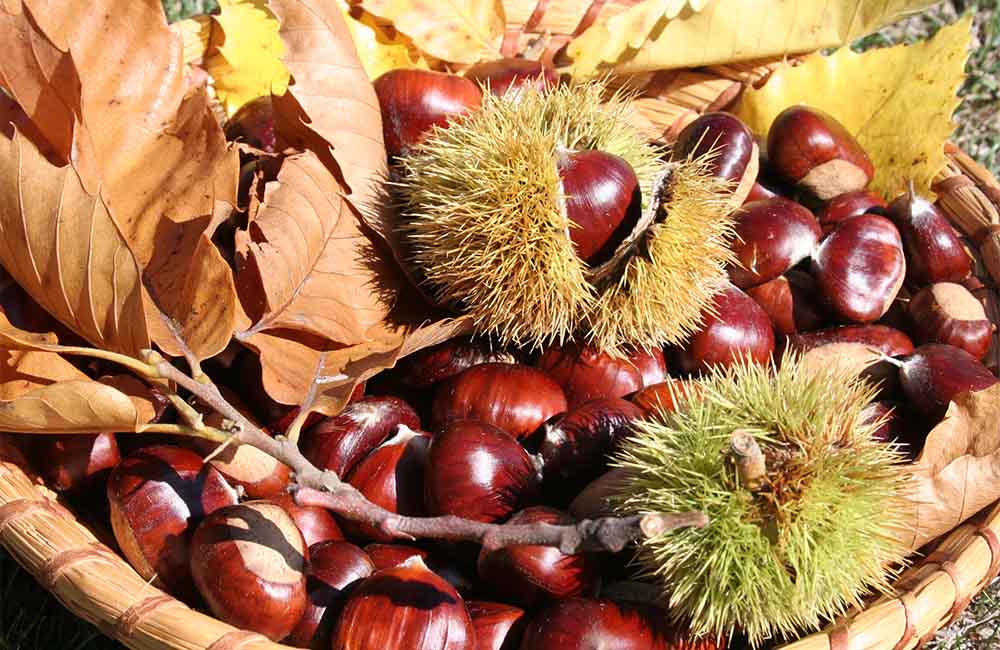 Festa della Castagna