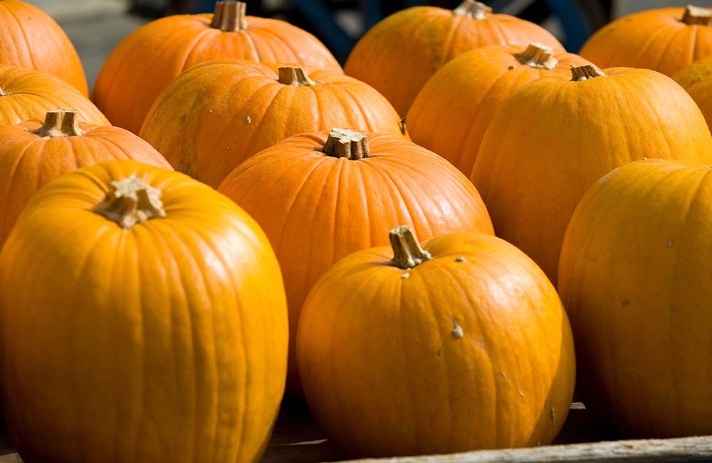 Sagra della zucca