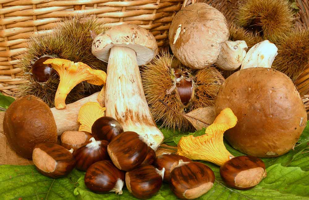 Sagra del fungo e della castagna