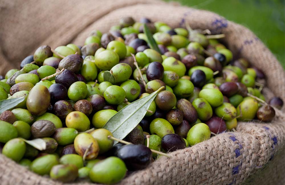 Sagra delle olive